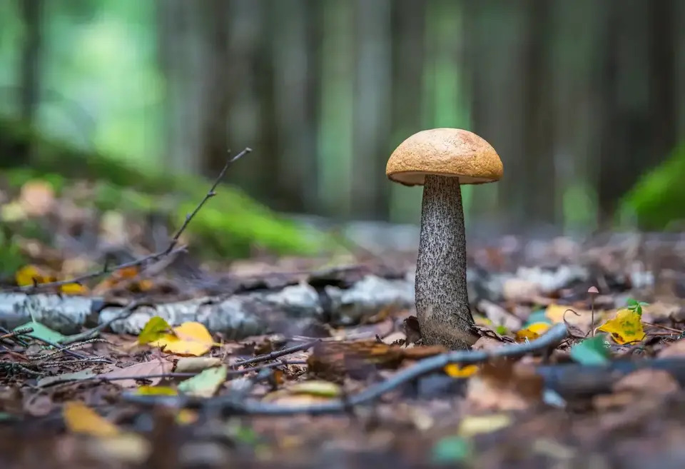 Offering mycotourism packages