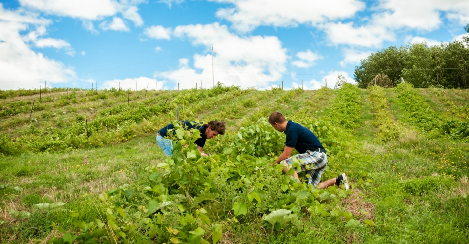 Domaine Des Duc Agrotourism